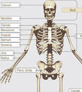 Mr. Antonier's Skeleton